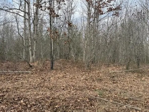 a view of a yard with trees