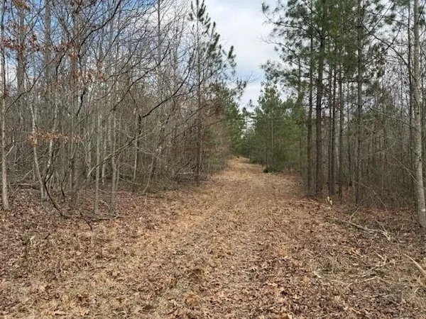 a view of a forest with trees in the background