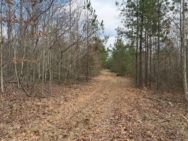 11 South Pittsburg Mountain Road South Pittsburg, TN 37380 - Photo 13 of 18 a view of a forest with trees in the background