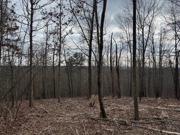 a backyard of a house with lots of trees