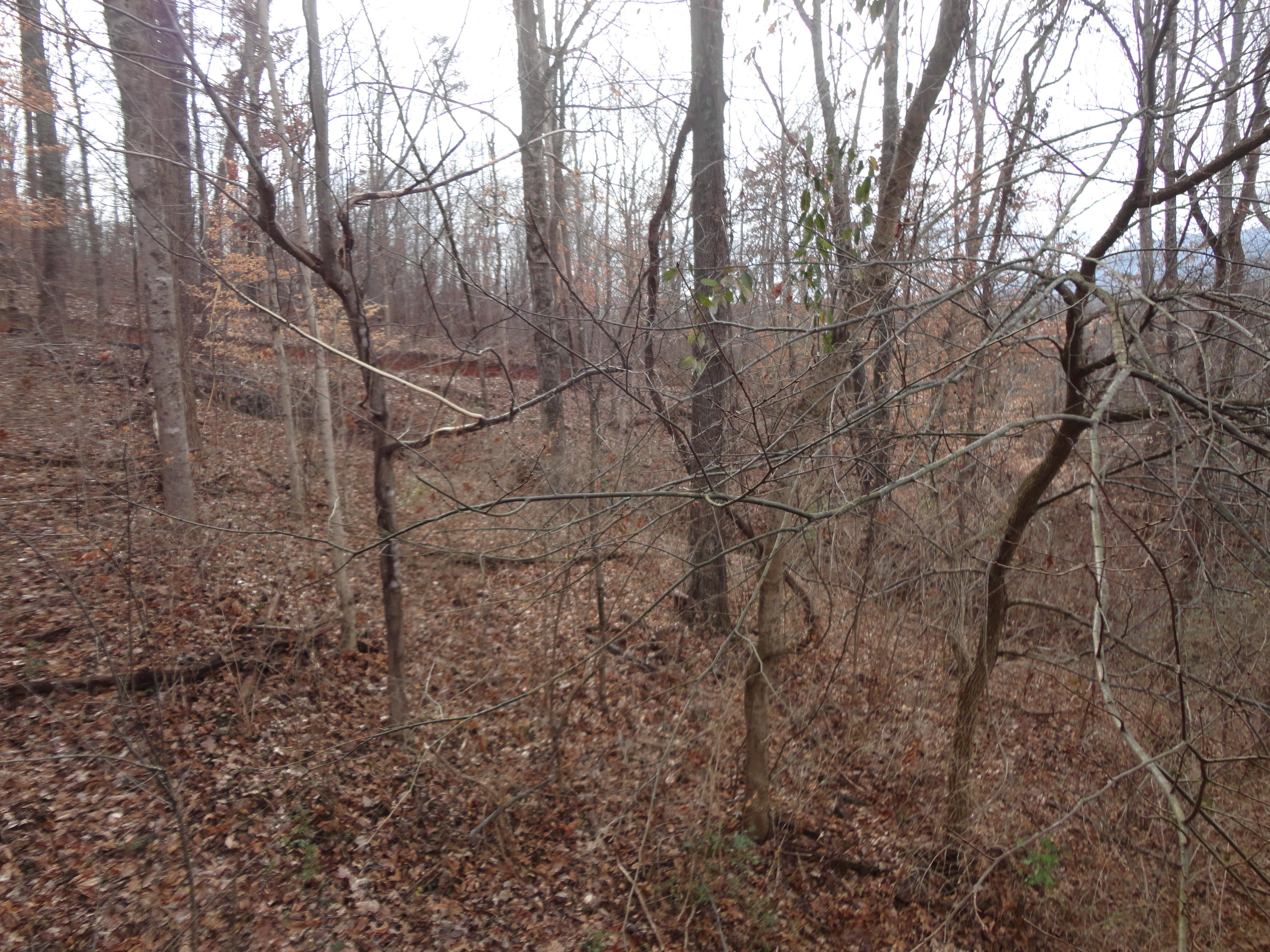 590 Jimtown Road Newport, TN 37821 - Photo 17 of 24 back yard