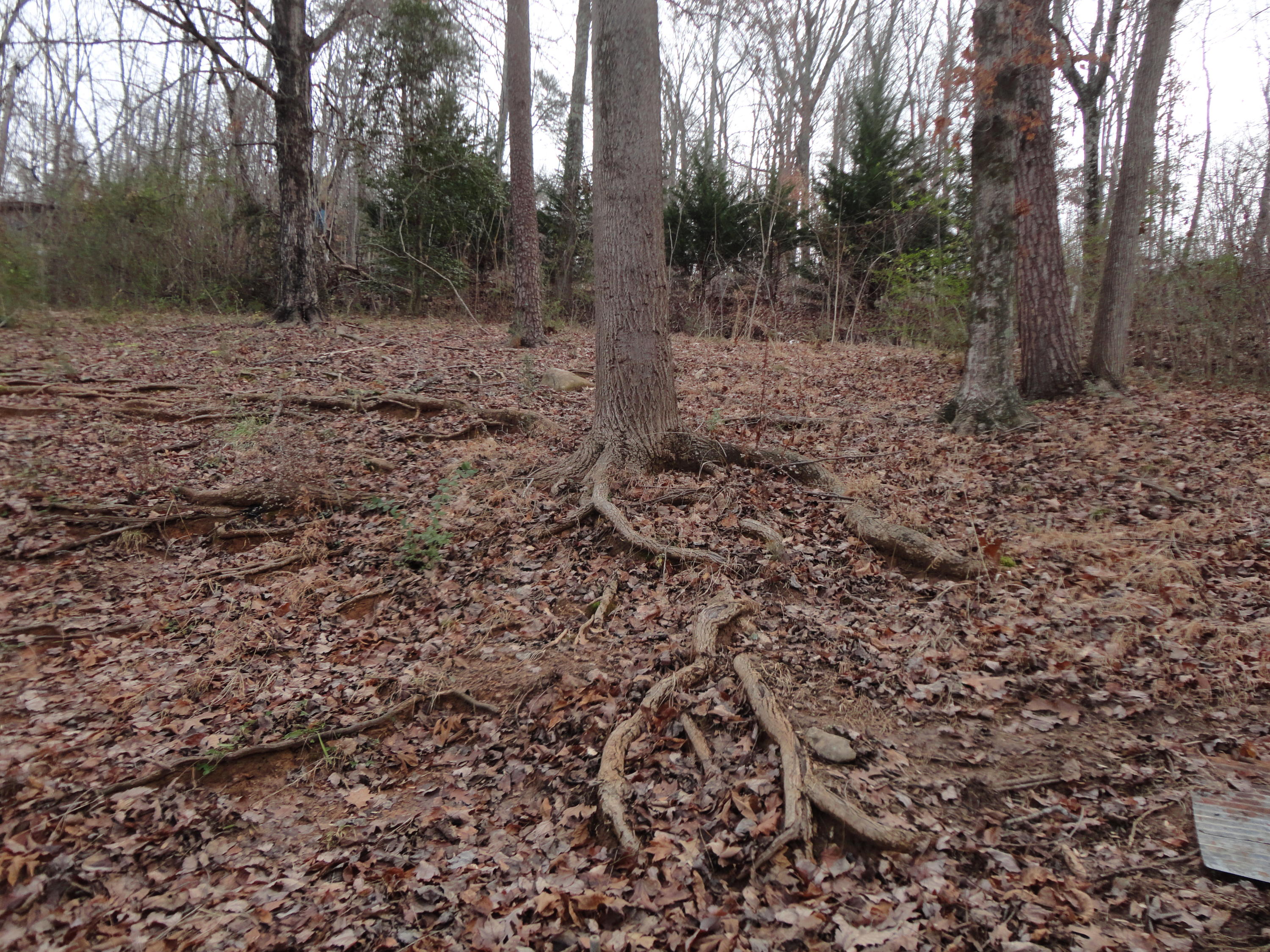 590 Jimtown Road Newport, TN 37821 - Photo 23 of 24 back yard