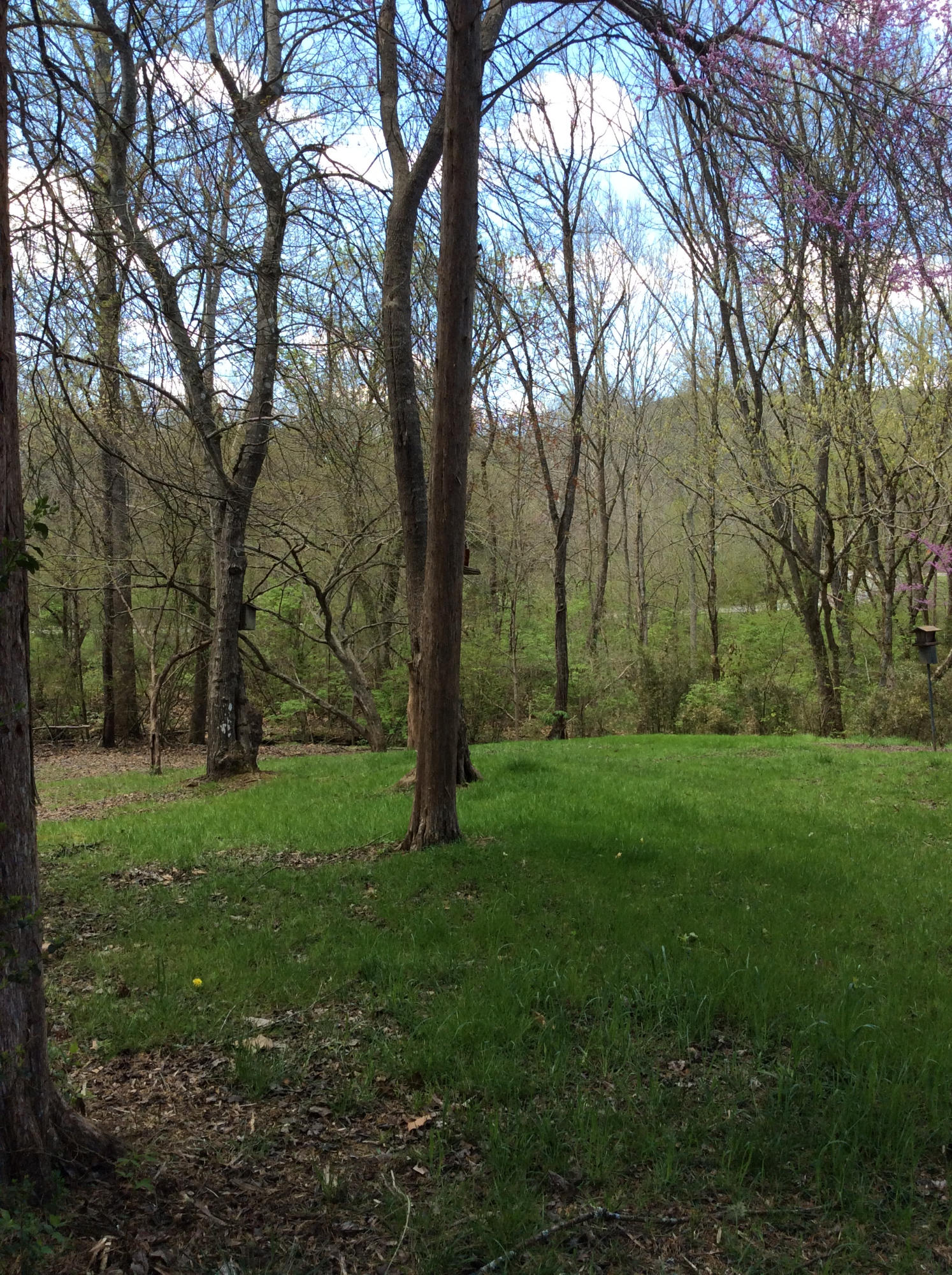 110 Baypath Drive Oak Ridge, TN 37830 - Photo 7 of 40 Backyard