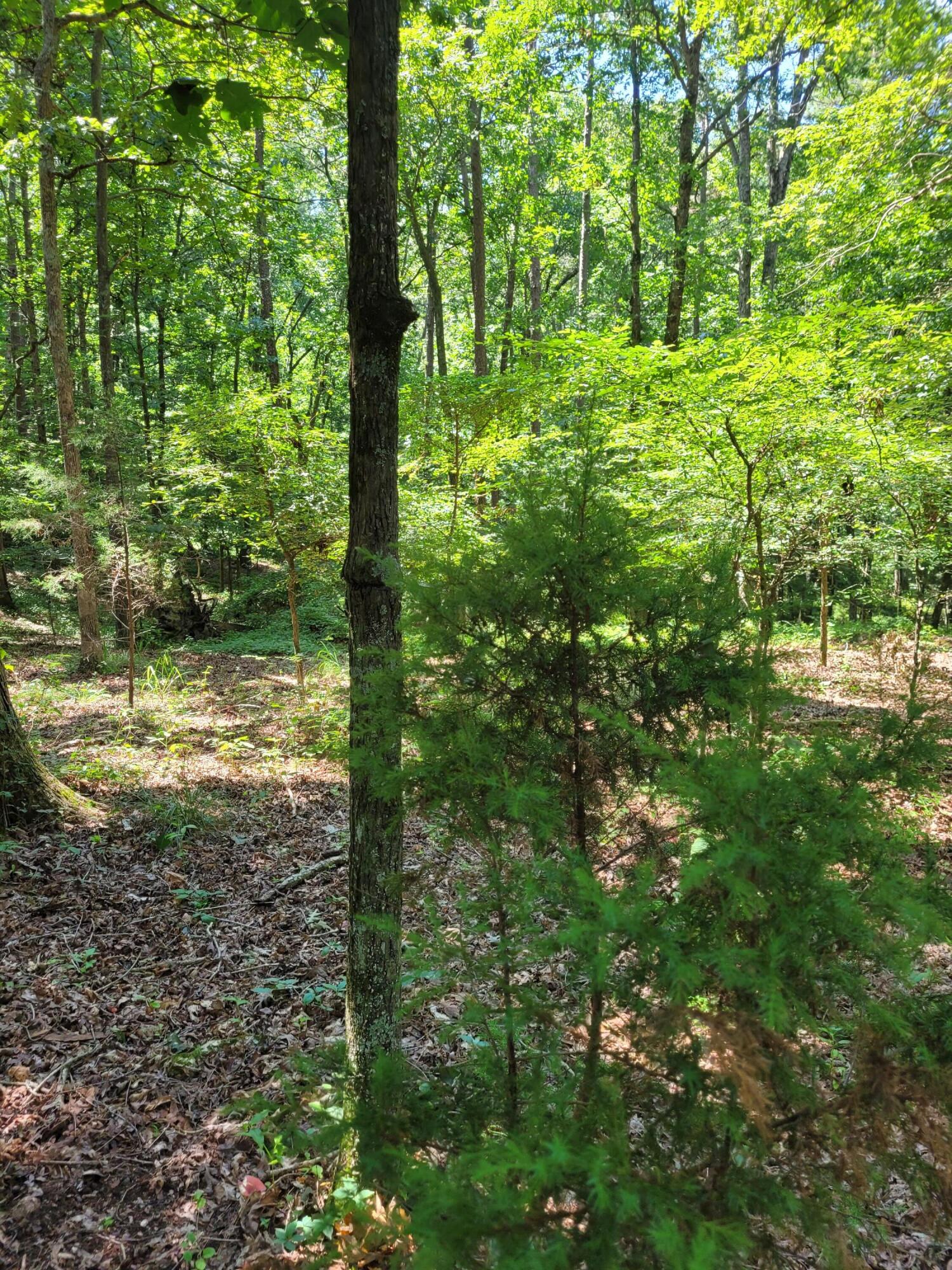 7000 Three Notch Road, Unit 20 Ringgold, GA 30736 - Photo 12 of 16 20230712_120314