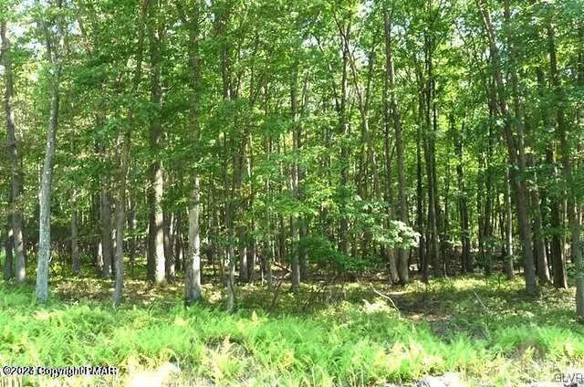 a view of a park with large trees