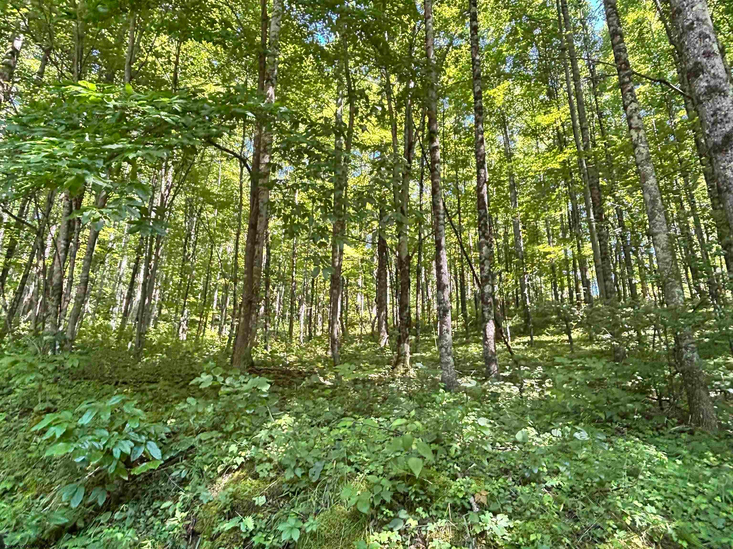 110 Danner Road Belington, WV 26250 - Photo 16 of 22 Gallery Image 16