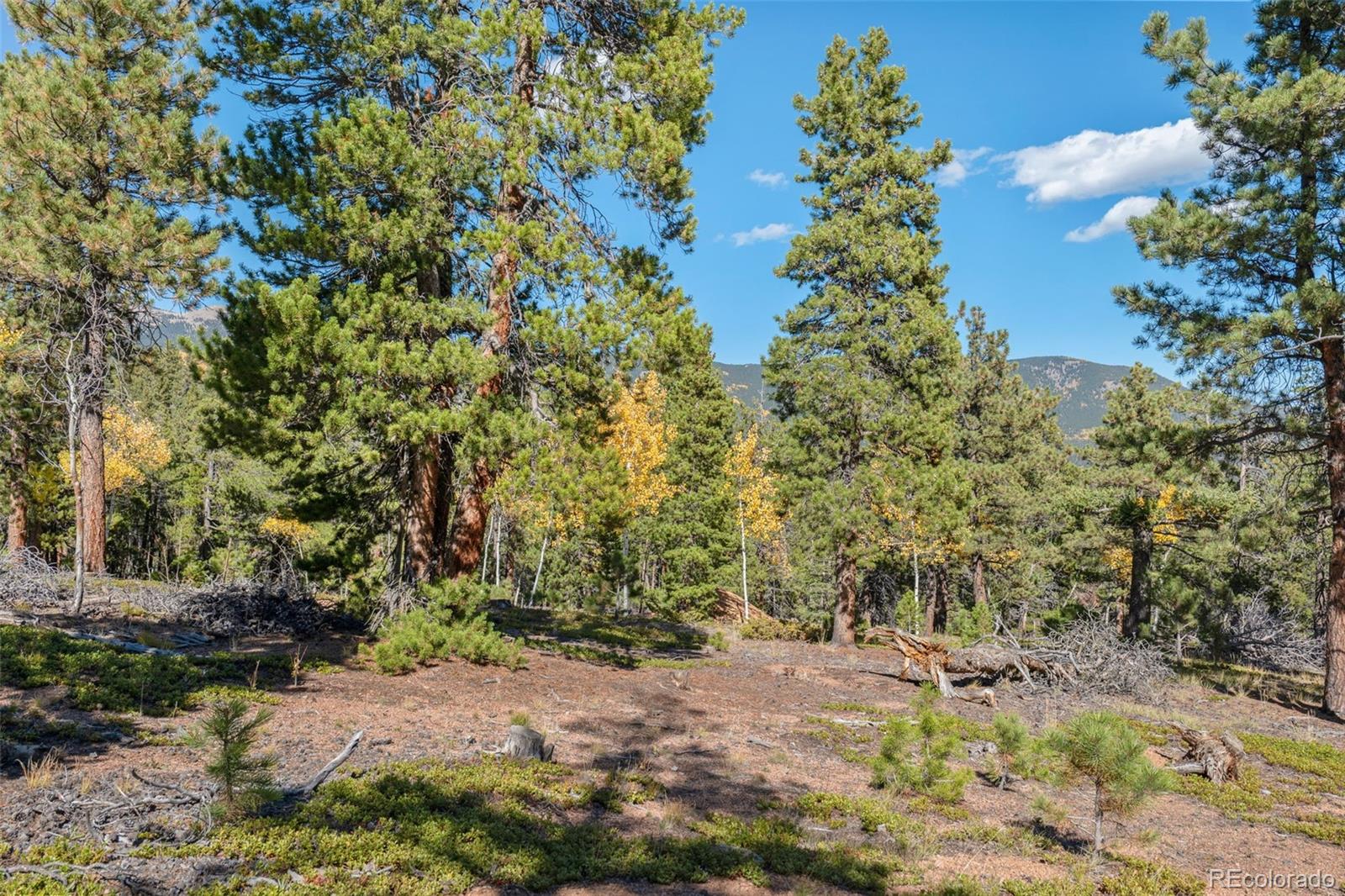 1001 Royal Ridge Drive Bailey, CO 80421 - Photo 19 of 25 a view of a plants with a tree