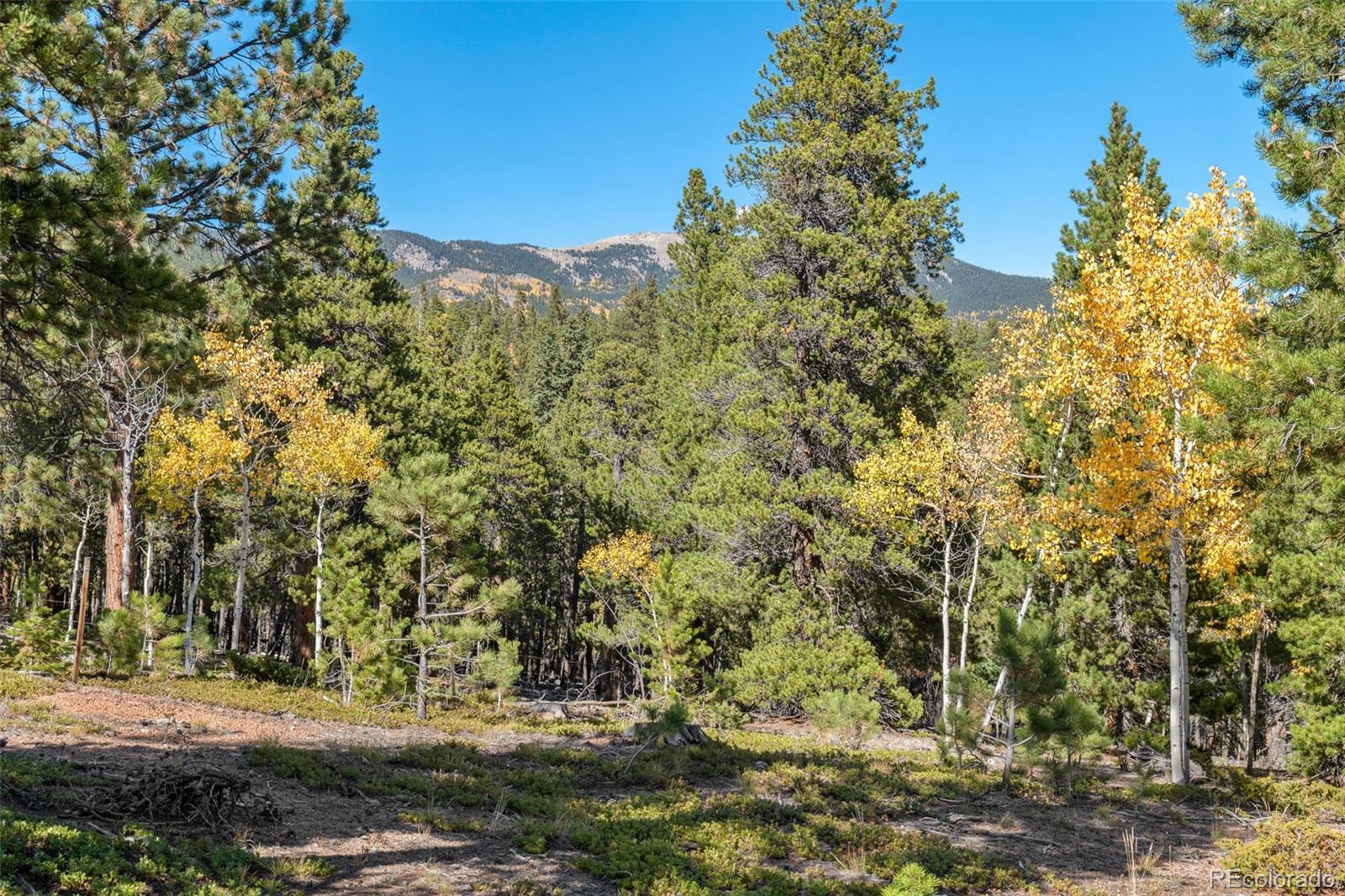 1001 Royal Ridge Drive Bailey, CO 80421 - Photo 20 of 25 a view of a yard with plants and trees