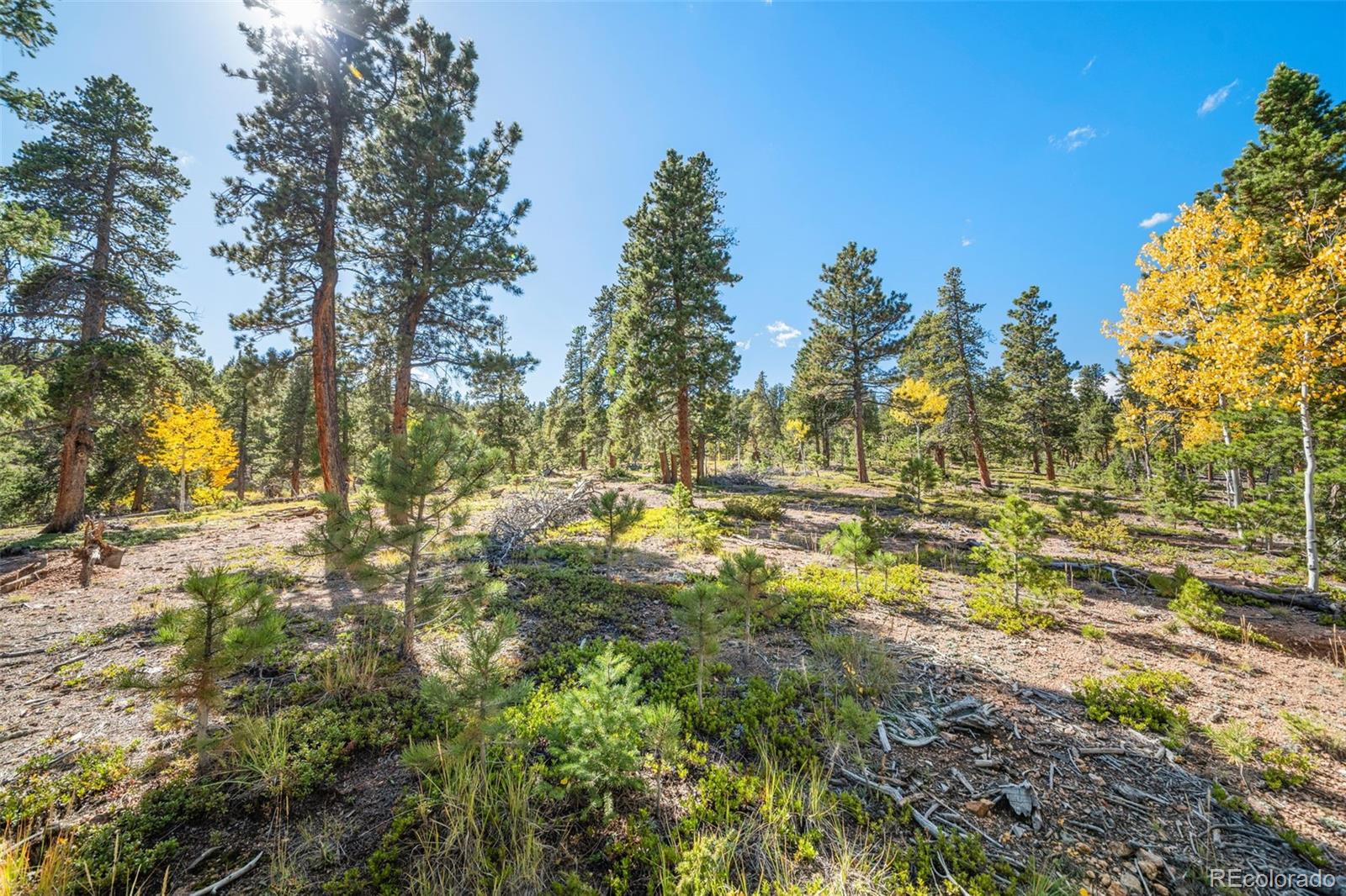 1001 Royal Ridge Drive Bailey, CO 80421 - Photo 23 of 25 a view of a yard with trees