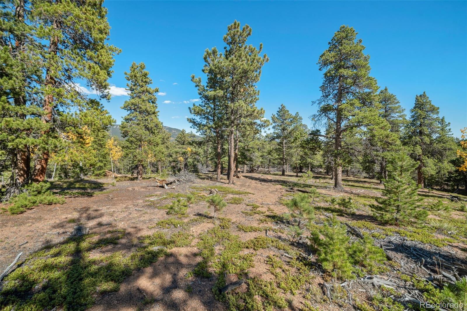 1001 Royal Ridge Drive Bailey, CO 80421 - Photo 24 of 25 a backyard of a house with lots of green space