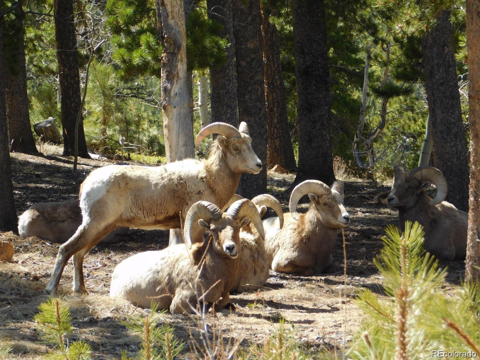 1001 Royal Ridge Drive Bailey, CO 80421 - Photo 5 of 25 a view of a backyard of the house
