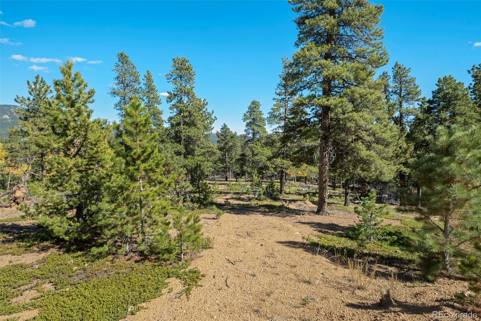1001 Royal Ridge Drive Bailey, CO 80421 - Photo 8 of 25 a view of road and trees