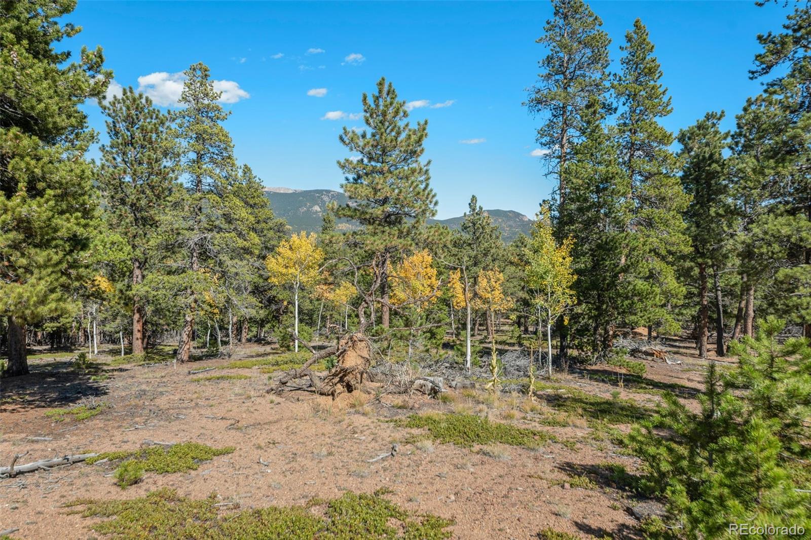 1001 Royal Ridge Drive Bailey, CO 80421 - Photo 10 of 25 a view of outdoor space with trees