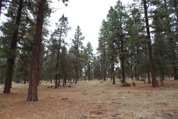 $30,000 | 68 Merganser Road, Unit 68, Klamath Falls, OR 97601