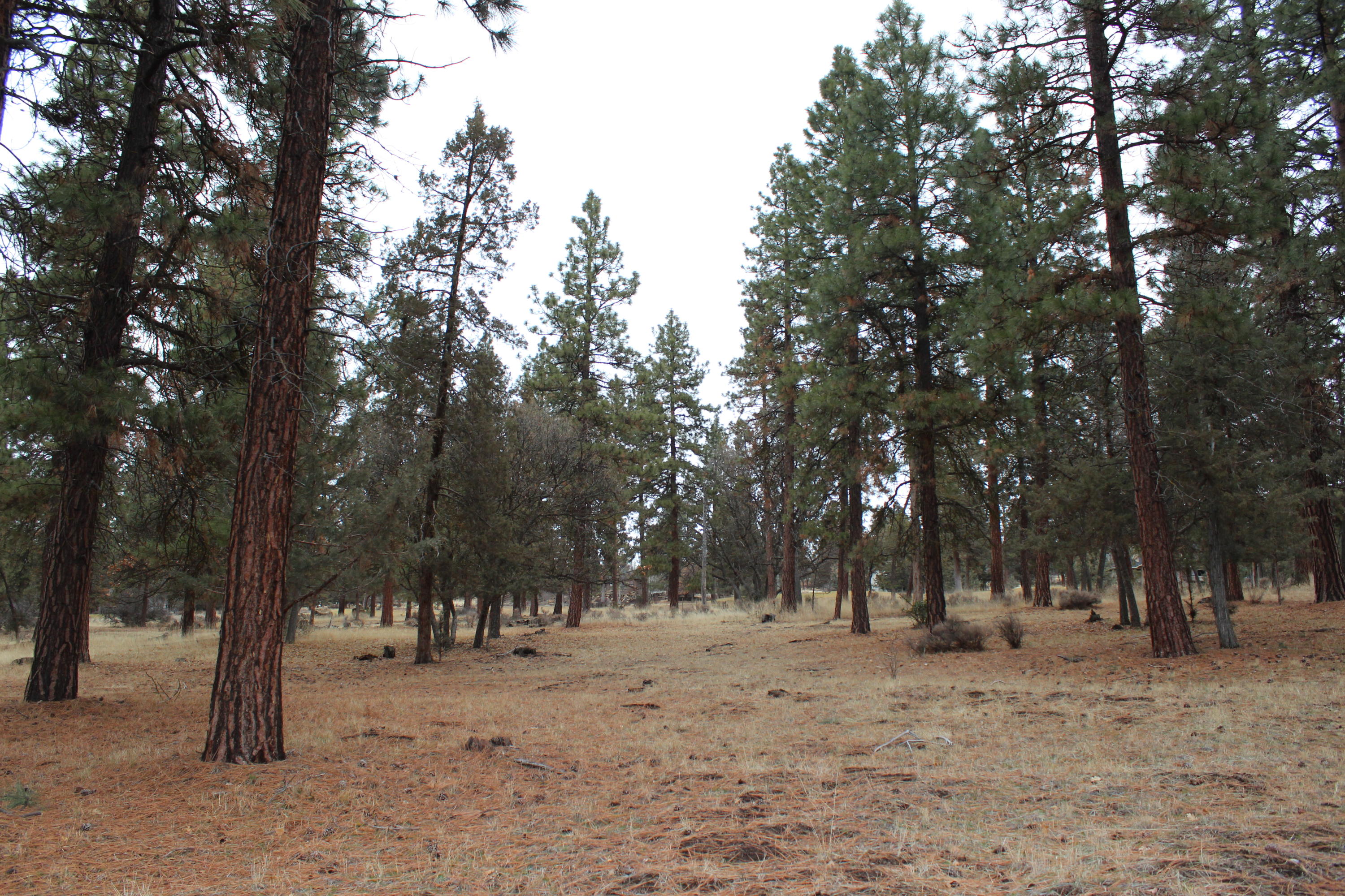 68 Merganser Road, Unit 68 Klamath Falls, OR 97601 - Photo 1 of 6 IMG_0313