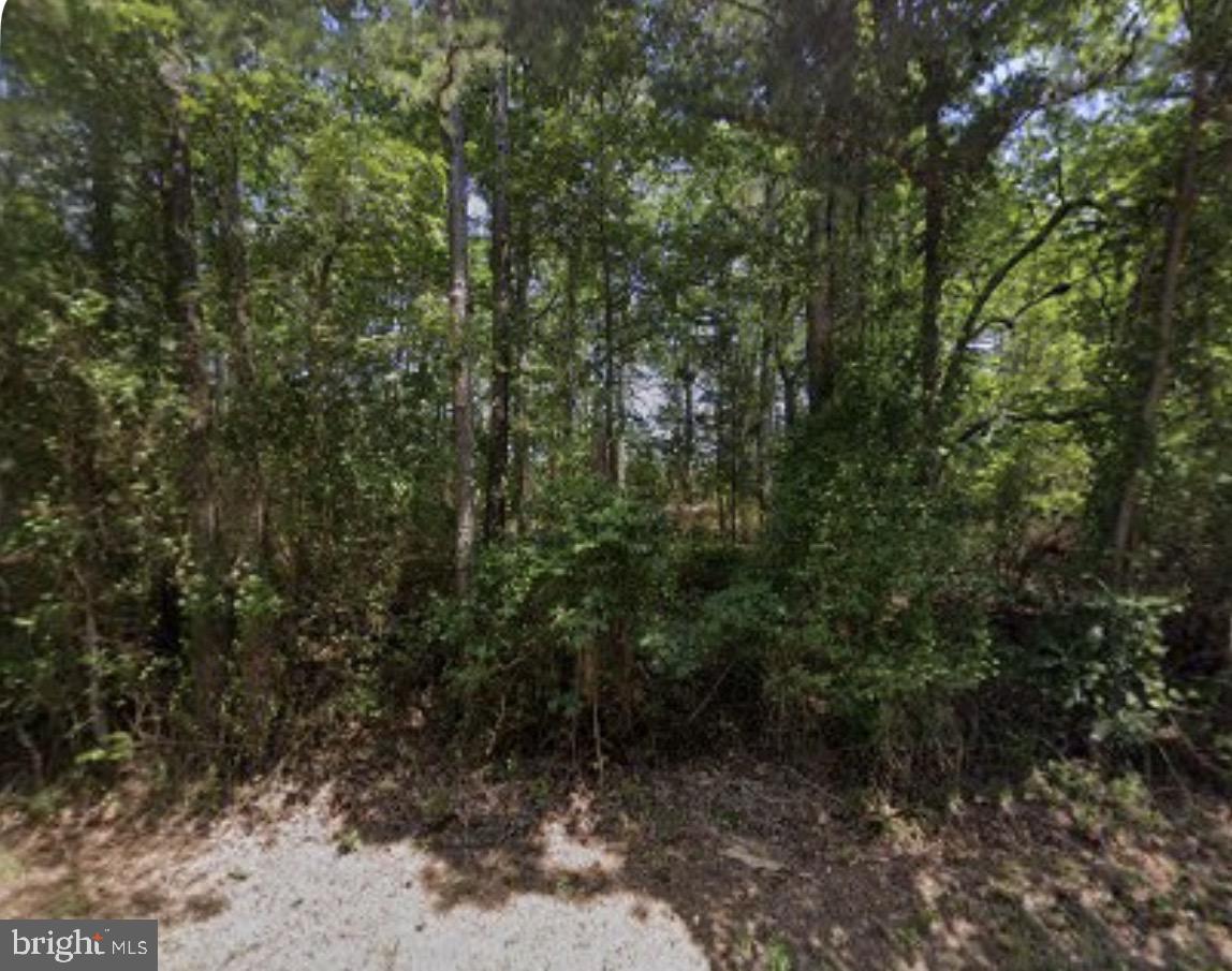 a view of a forest with trees in the background