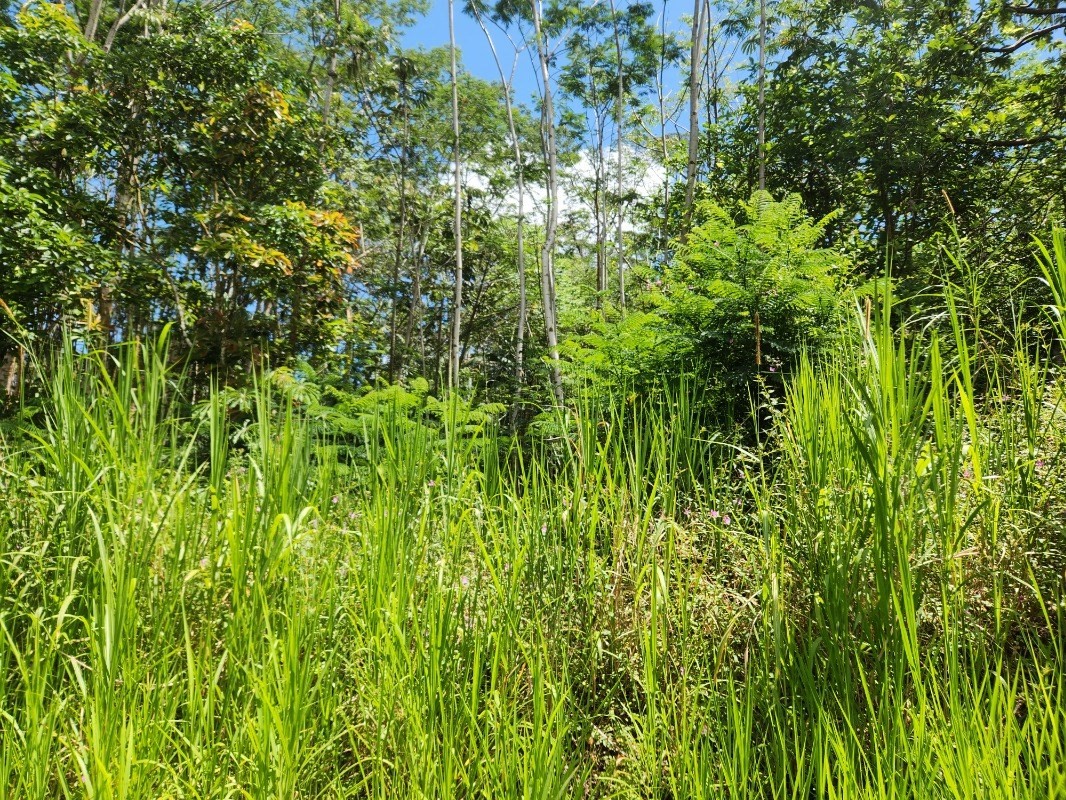 780 Holiday Road Pahoa, HI 96778 - Photo 4 of 11 Gallery Image 4