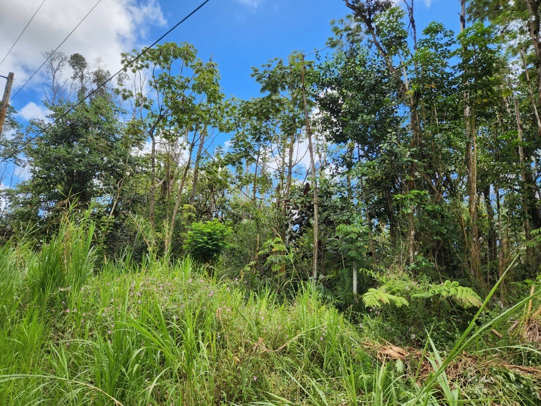 780 Holiday Road Pahoa, HI 96778 - Photo 6 of 11 Gallery Image 6