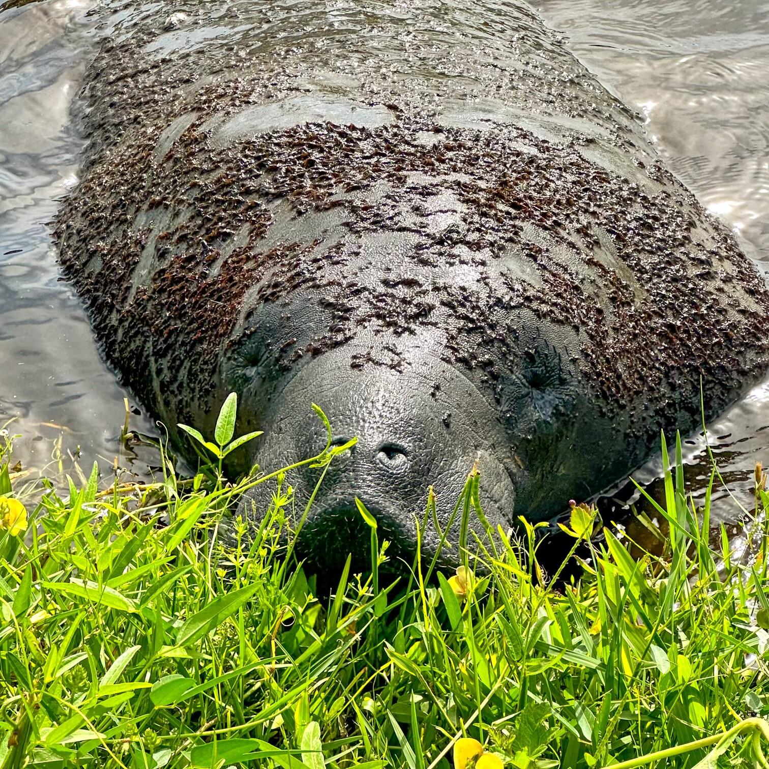 581 Hillside Court Melbourne, FL 32935 - Photo 44 of 46 Manatee in the canal