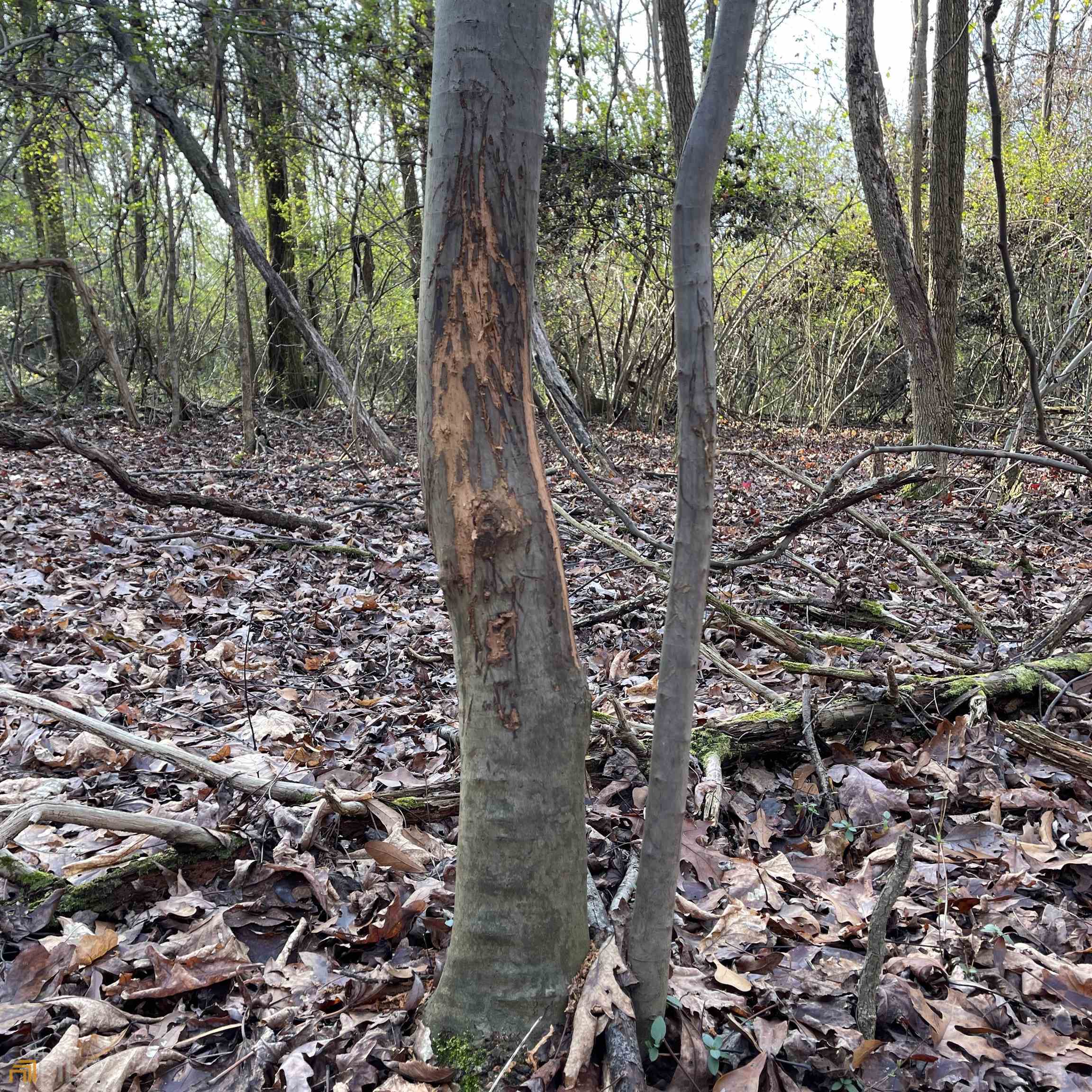 0 Farmers Academy Road Carnesville, GA 30557 - Photo 3 of 23