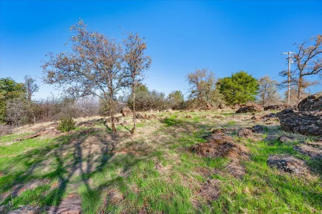 a view of park with large trees