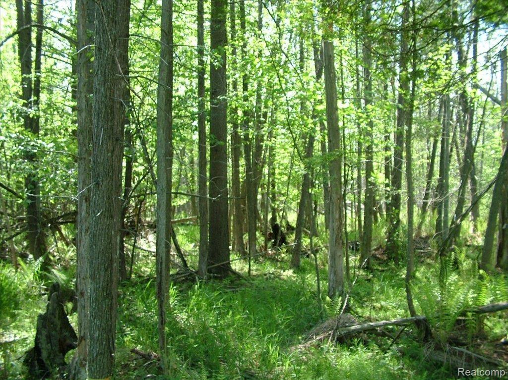 5950 Hasslick Road North Branch, MI 48461 - Photo 5 of 9 DSCF4465