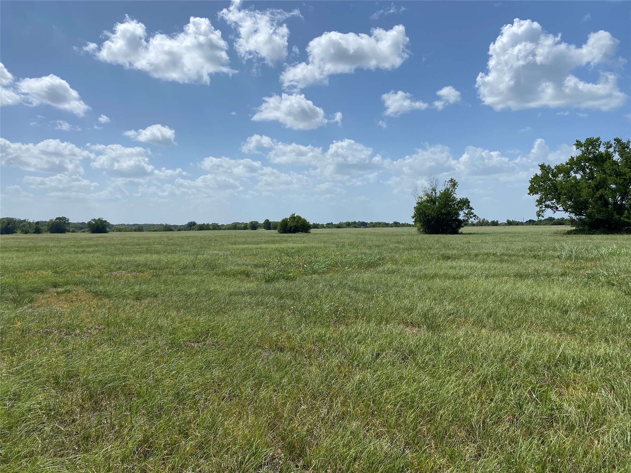 504 Brahman Trail Angleton, TX 77515 - Photo 7 of 8 a backyard of a house with lots of green space