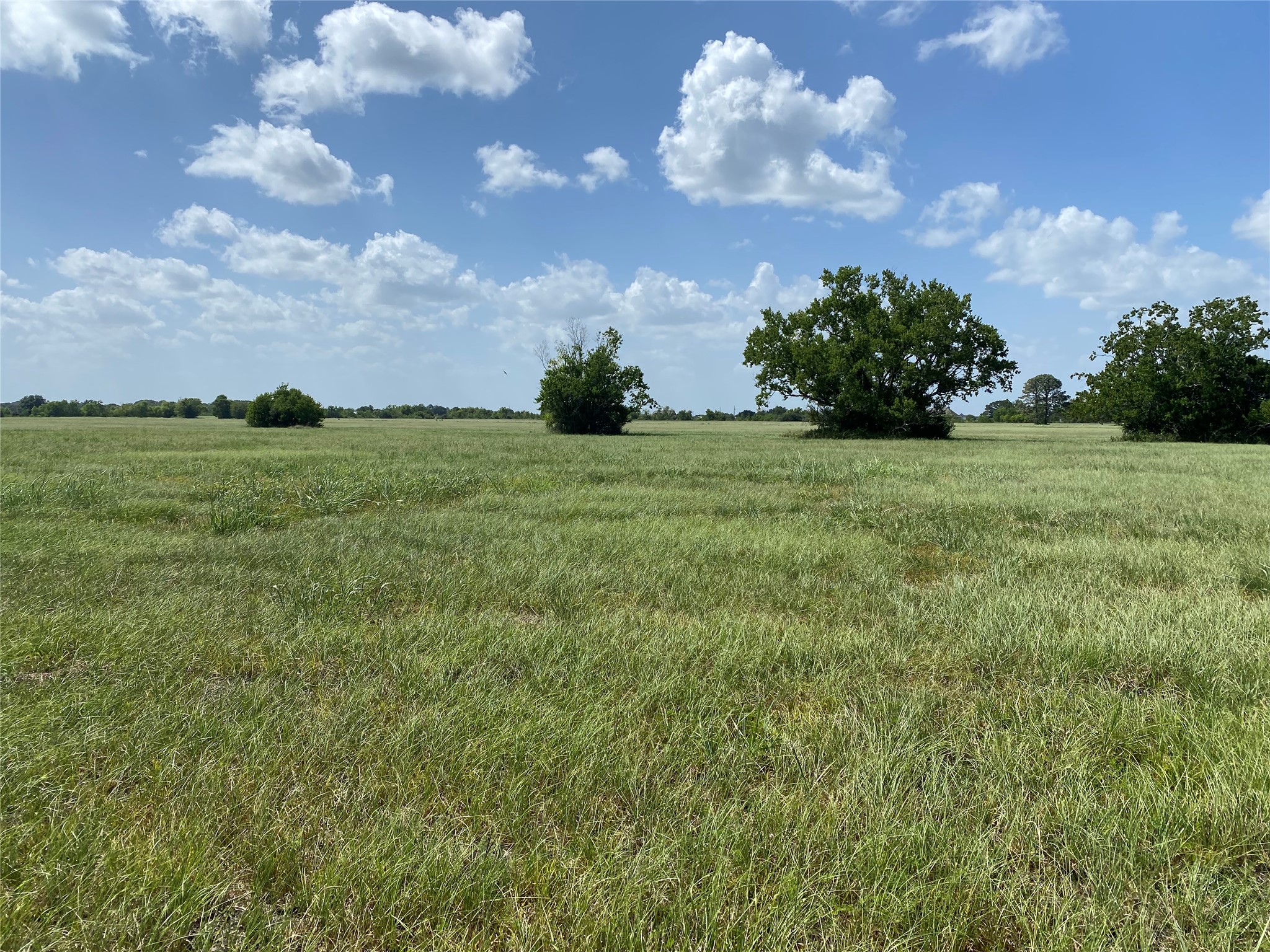 504 Brahman Trail Angleton, TX 77515 - Photo 8 of 8 a view of a big yard with lots of green space