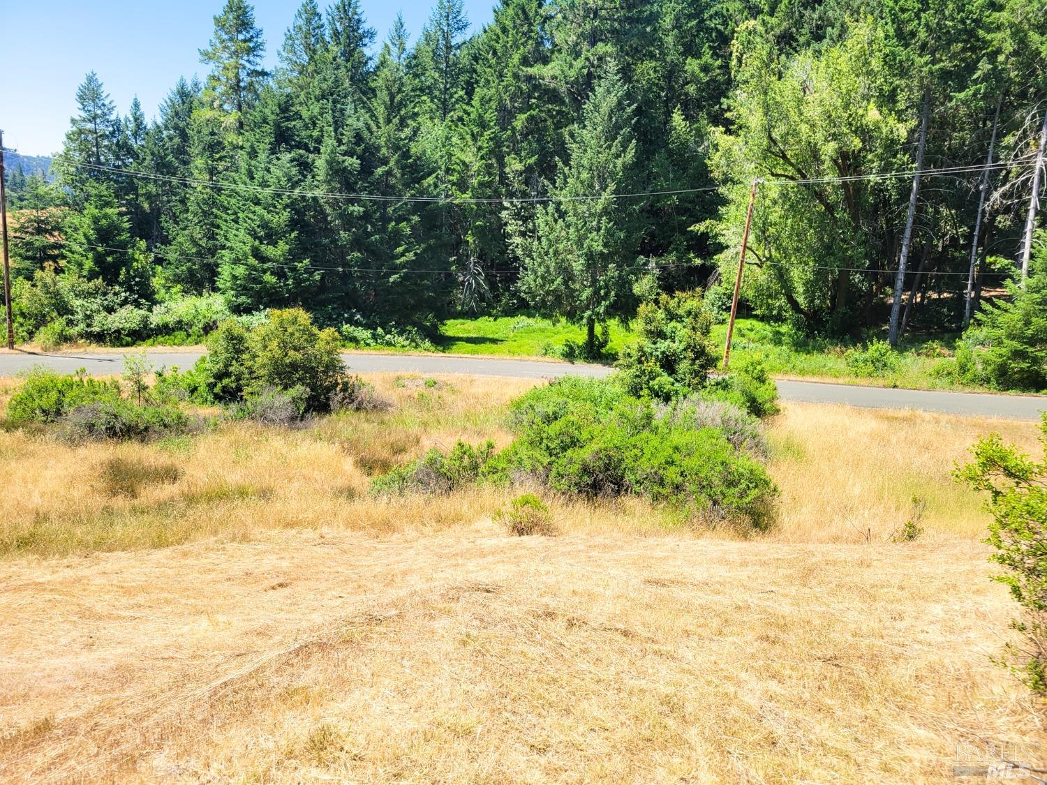 2891 Primrose Drive Willits, CA 95490 - Photo 4 of 15 a view of a yard with plants and large trees