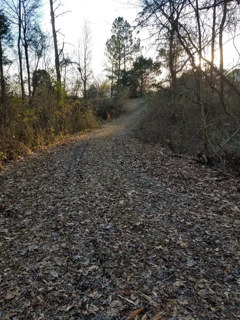 174 Hampton Hills Road Gray, GA 31032 - Photo 29 of 31 a big yard with lots of green space and trees