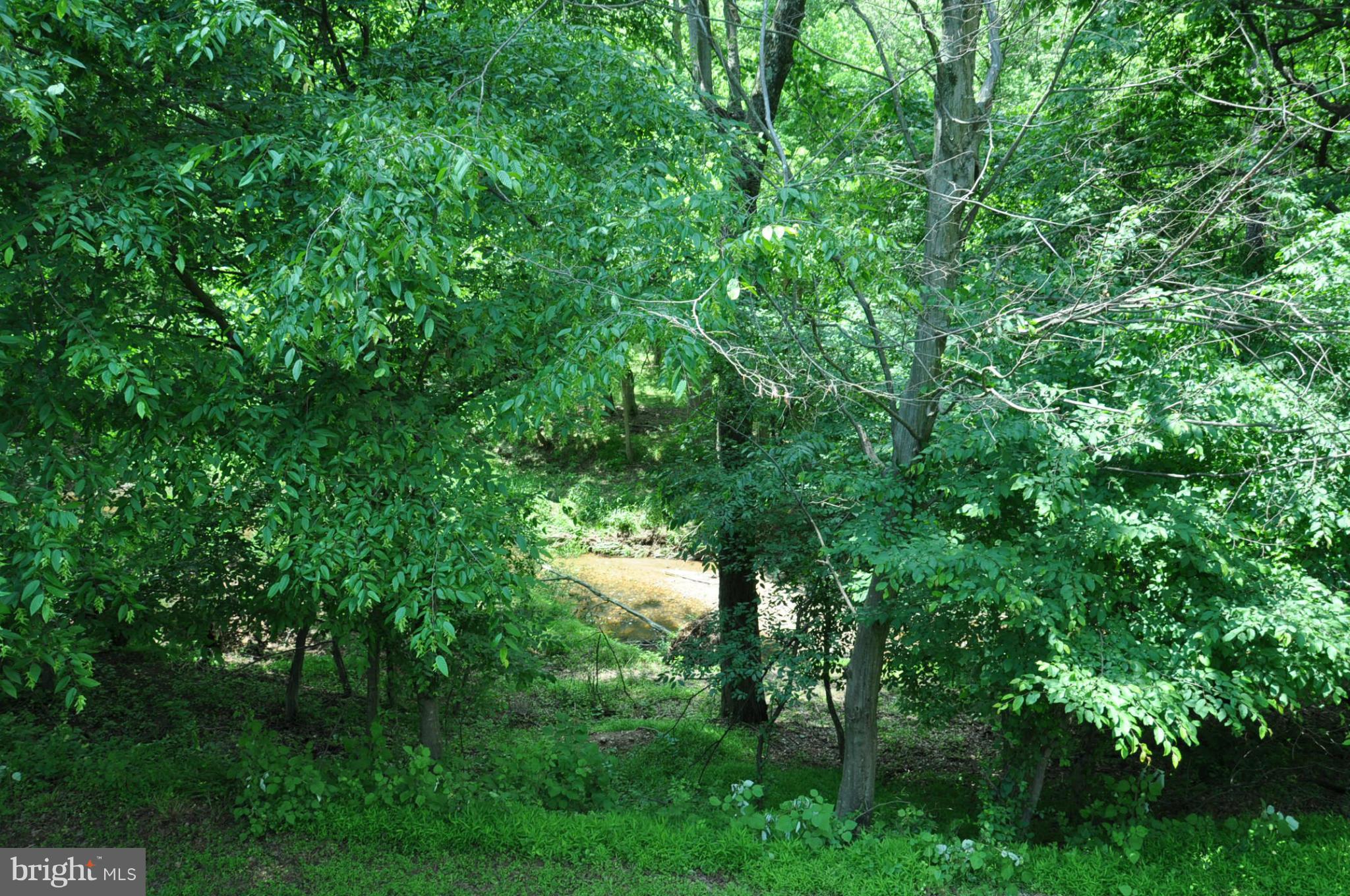 12 Starlight Court Potomac, MD 20854 - Photo 4 of 19 a view of a lush green forest