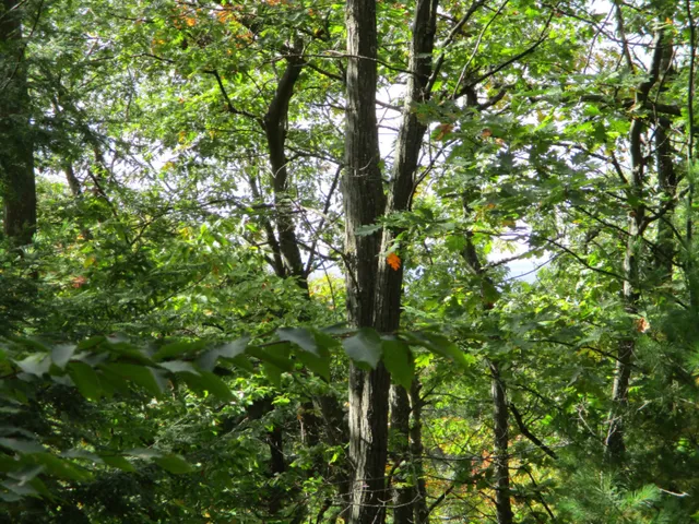 $16,500 | M22 Northwood Highway, Onekama, MI 49675