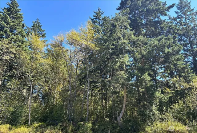 a view of a tree in a yard