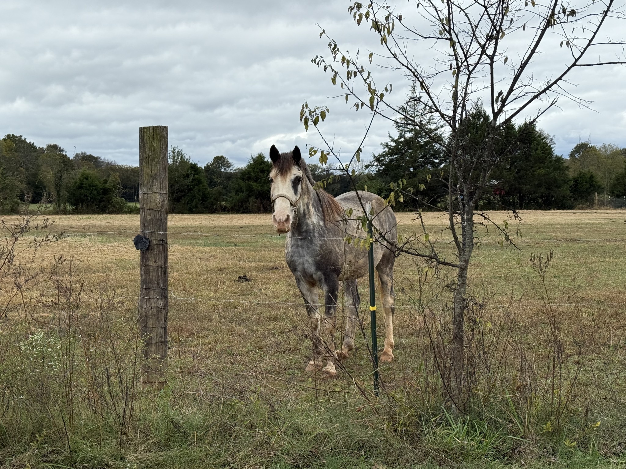 166 Carlton Road Chapel Hill, TN 37034 - Photo 26 of 27