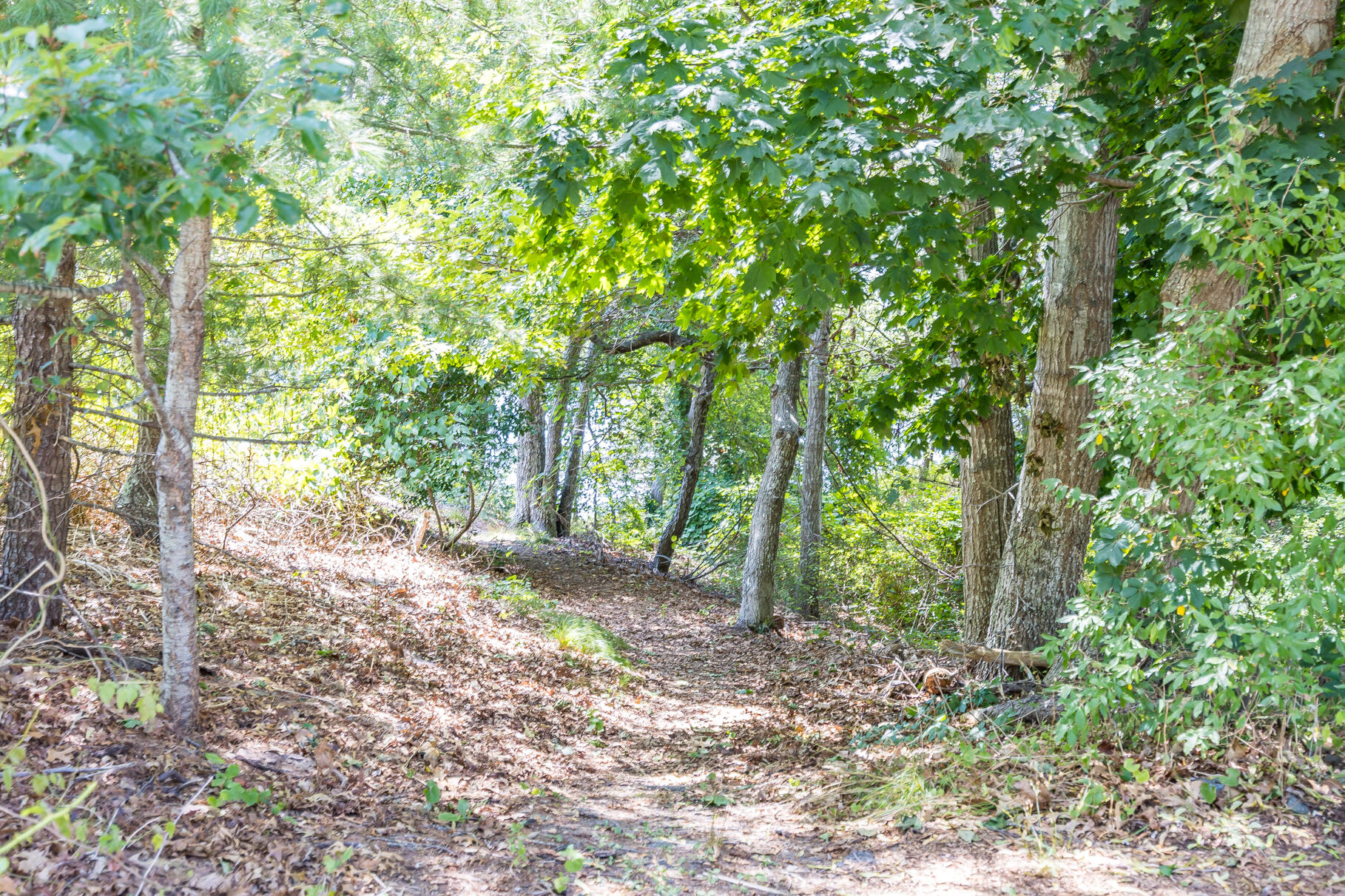 24 Tracey Road Cotuit, MA 02635 - Photo 42 of 45 a backyard of a house with lots of green space