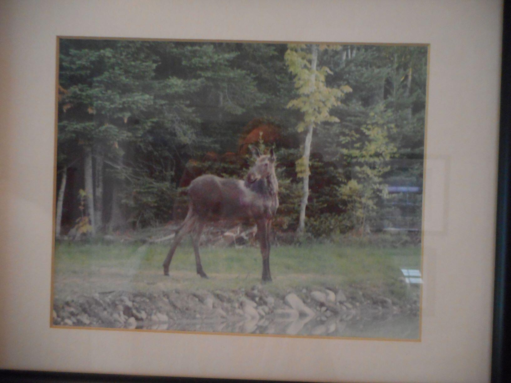 555 Belfast Road Freedom, ME 04941 - Photo 48 of 49 Moose Near Pond