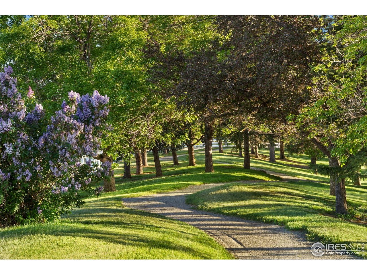 9715 Meadow Ridge Lane Longmont, CO 80504 - Photo 12 of 23 Beautiful shady mature trees on walking path.