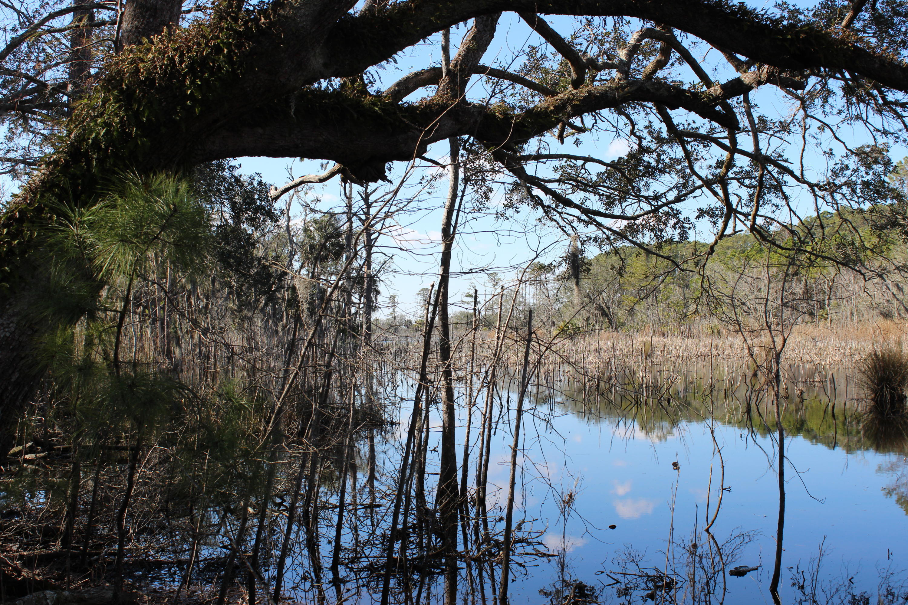 8610 Raccoon Island Road Edisto Island, SC 29438 - Photo 2 of 10 IMG_3547