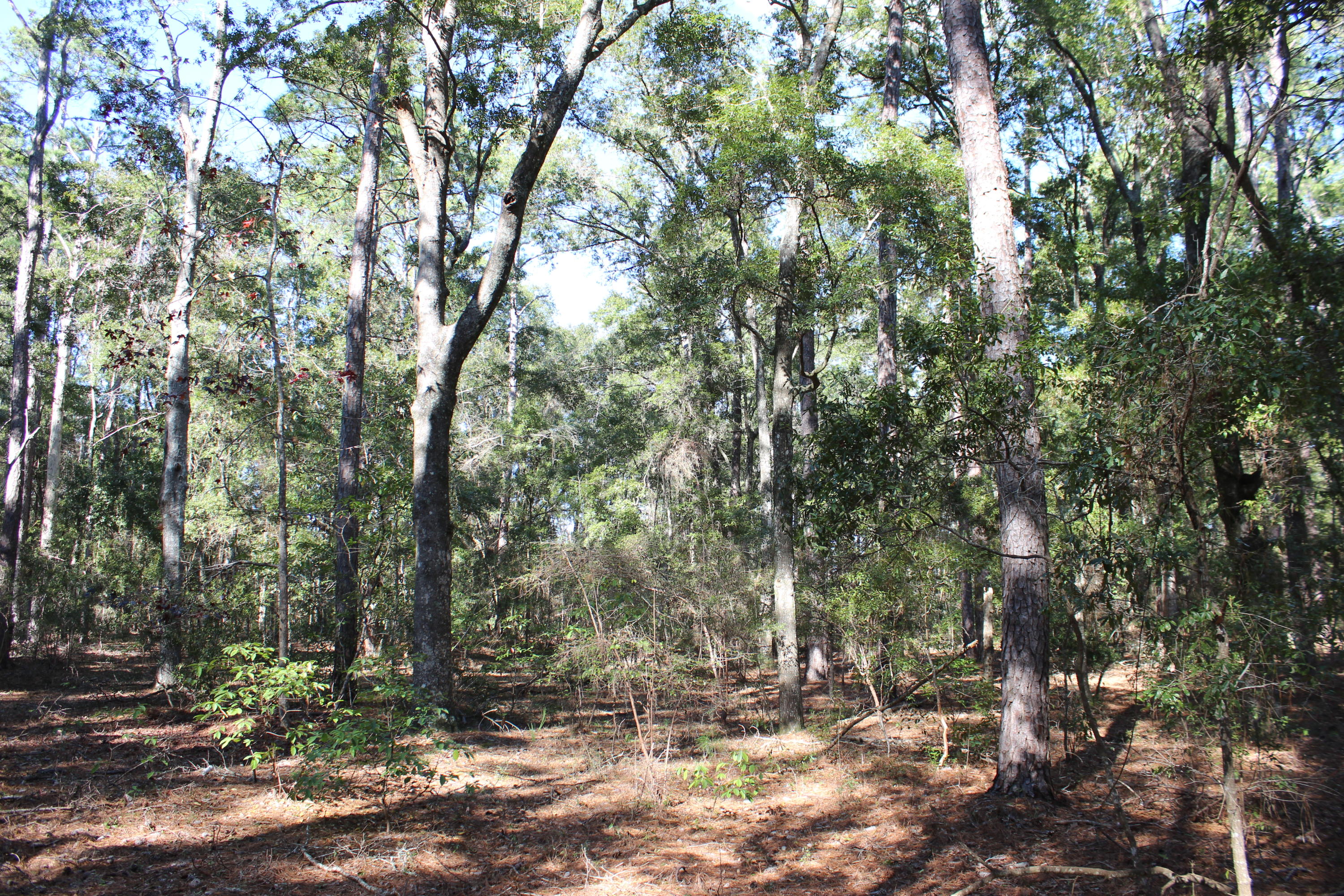 8610 Raccoon Island Road Edisto Island, SC 29438 - Photo 4 of 10 IMG_3539