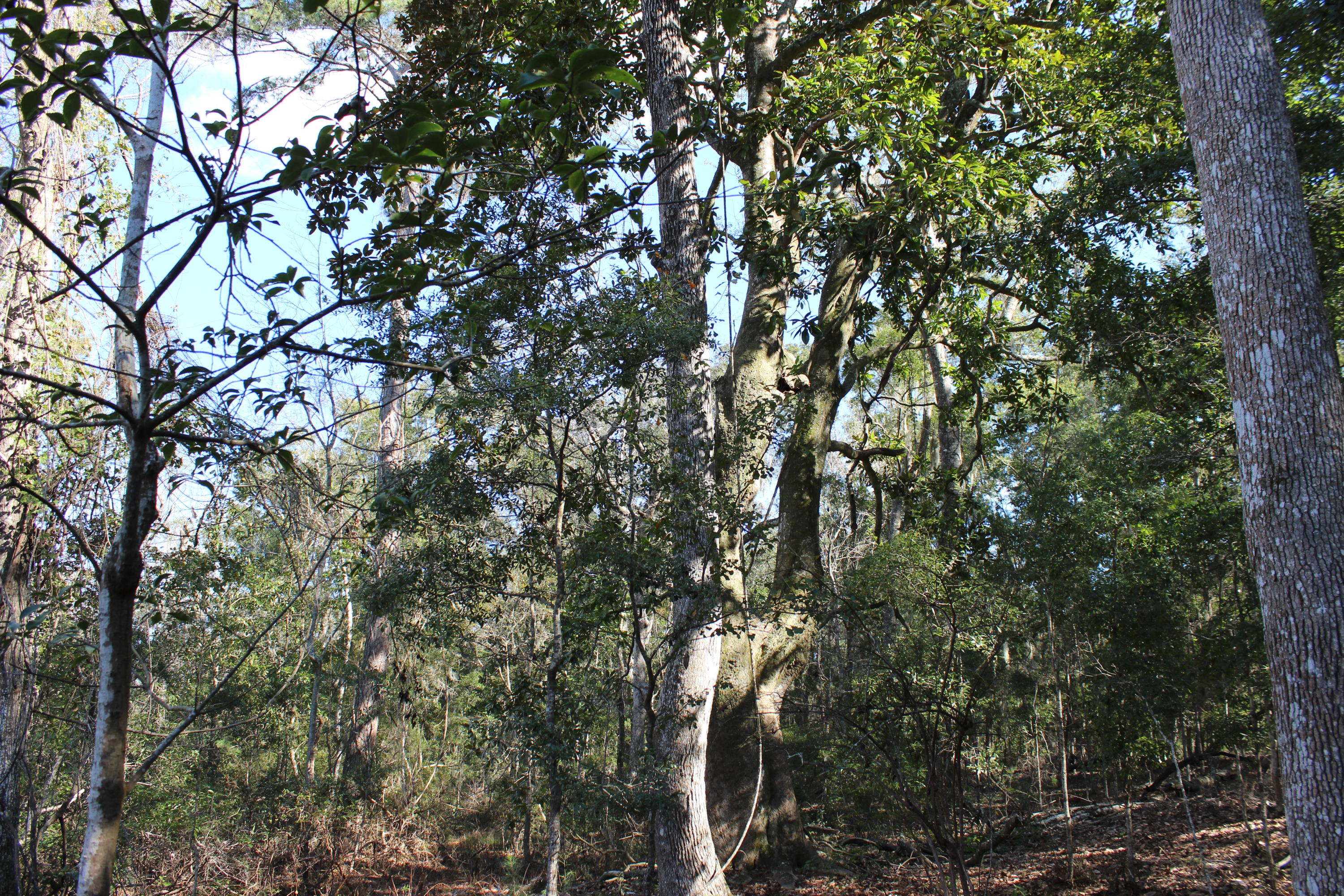 8610 Raccoon Island Road Edisto Island, SC 29438 - Photo 5 of 10 IMG_3540