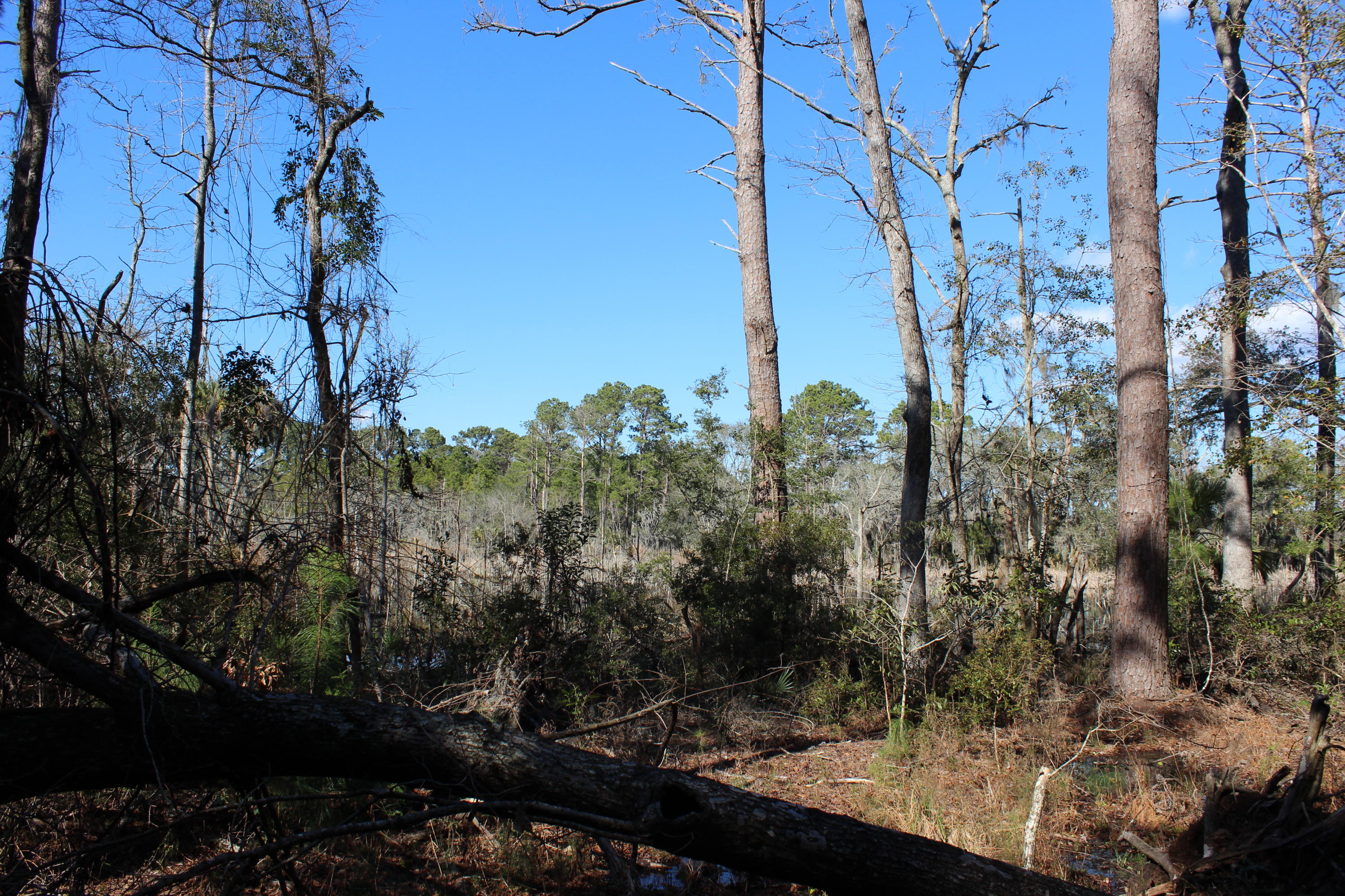 8610 Raccoon Island Road Edisto Island, SC 29438 - Photo 6 of 10 IMG_3541