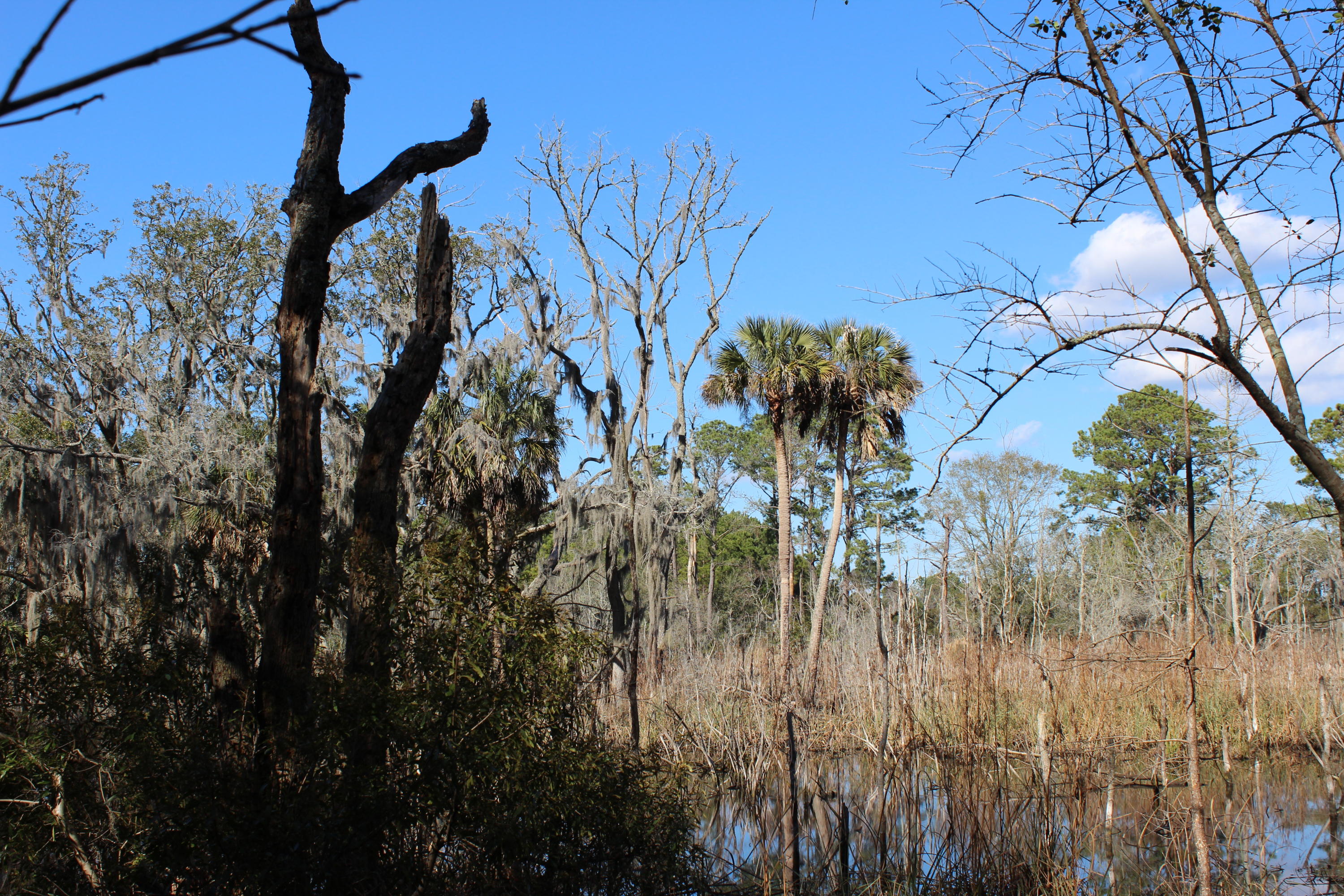 8610 Raccoon Island Road Edisto Island, SC 29438 - Photo 8 of 10 IMG_3545