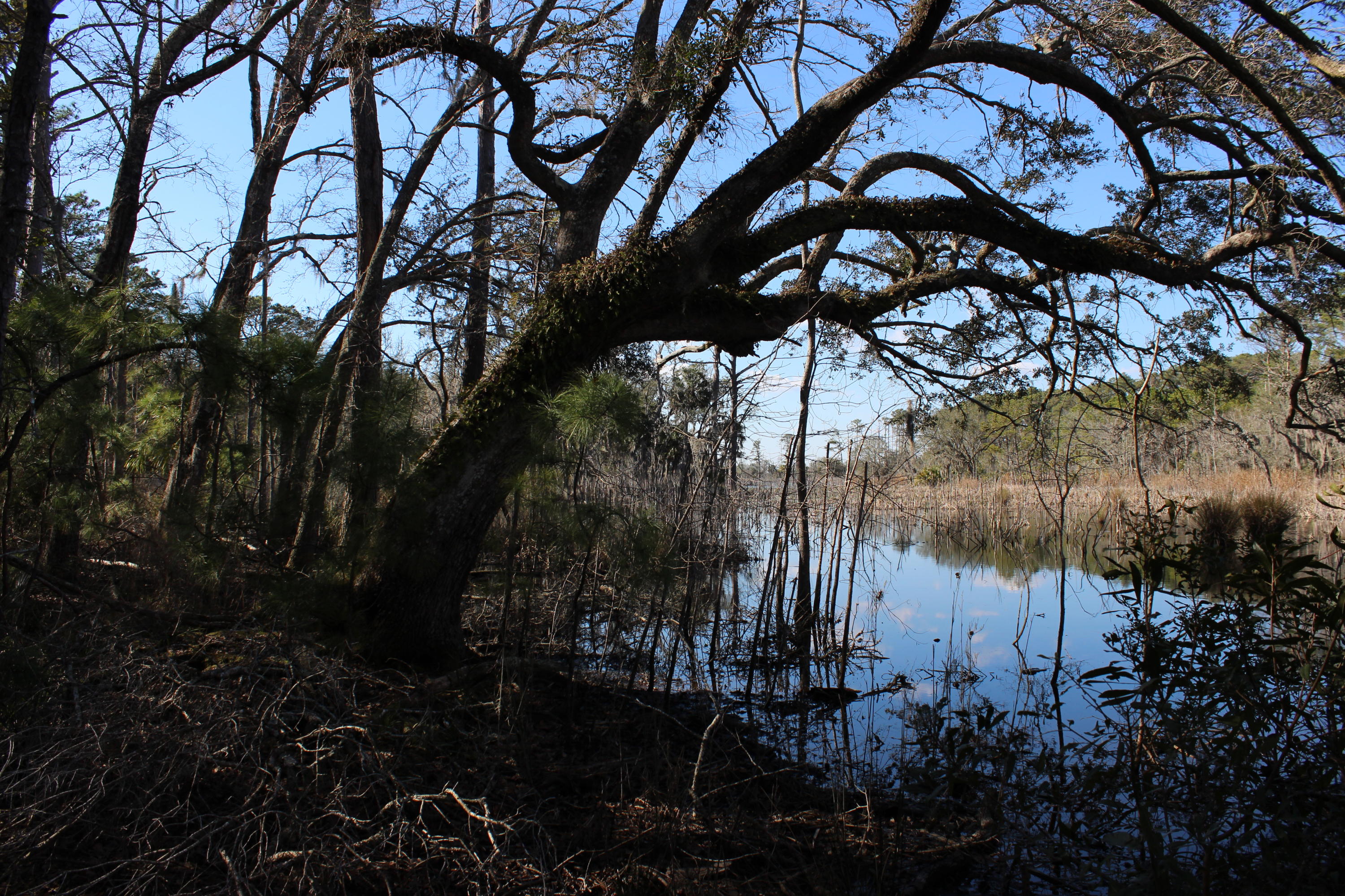 8610 Raccoon Island Road Edisto Island, SC 29438 - Photo 10 of 10 IMG_3548