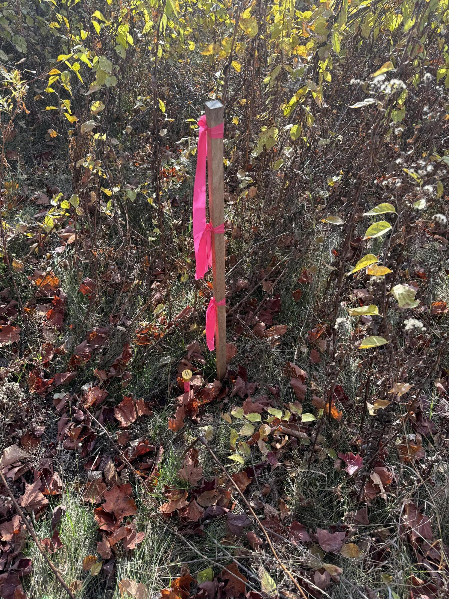 4-21a Walkers Mills Road Bethel, ME 04217 - Photo 12 of 12 IMG_6802