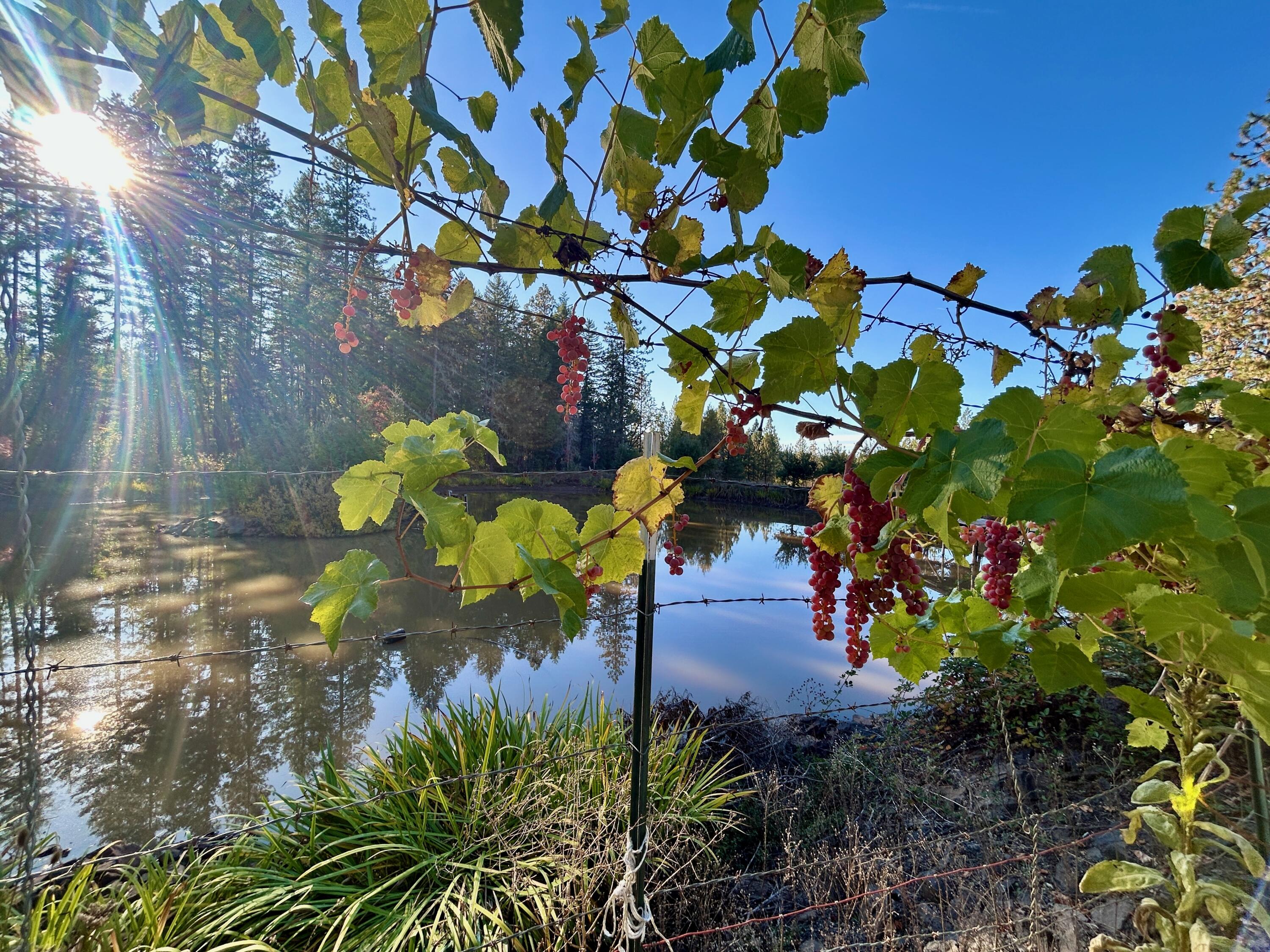 14242 Geppert Road Eagle Point, OR 97524 - Photo 26 of 54 Peaceful Gardens by the Pond
