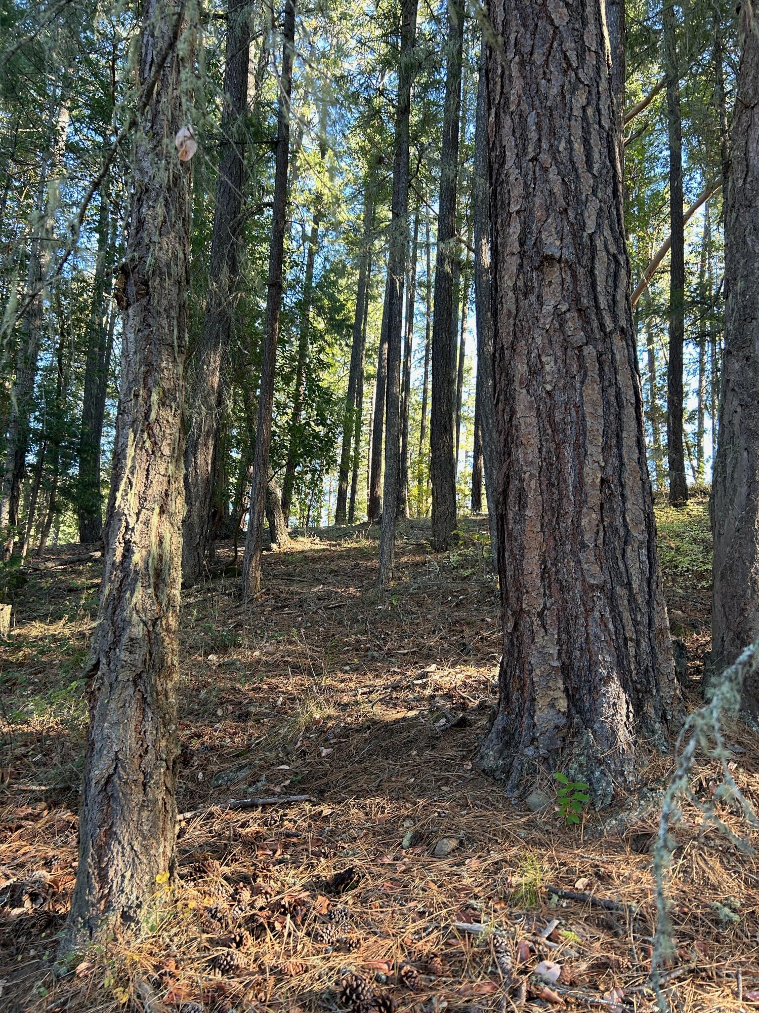 14242 Geppert Road Eagle Point, OR 97524 - Photo 39 of 54 Towering Trees