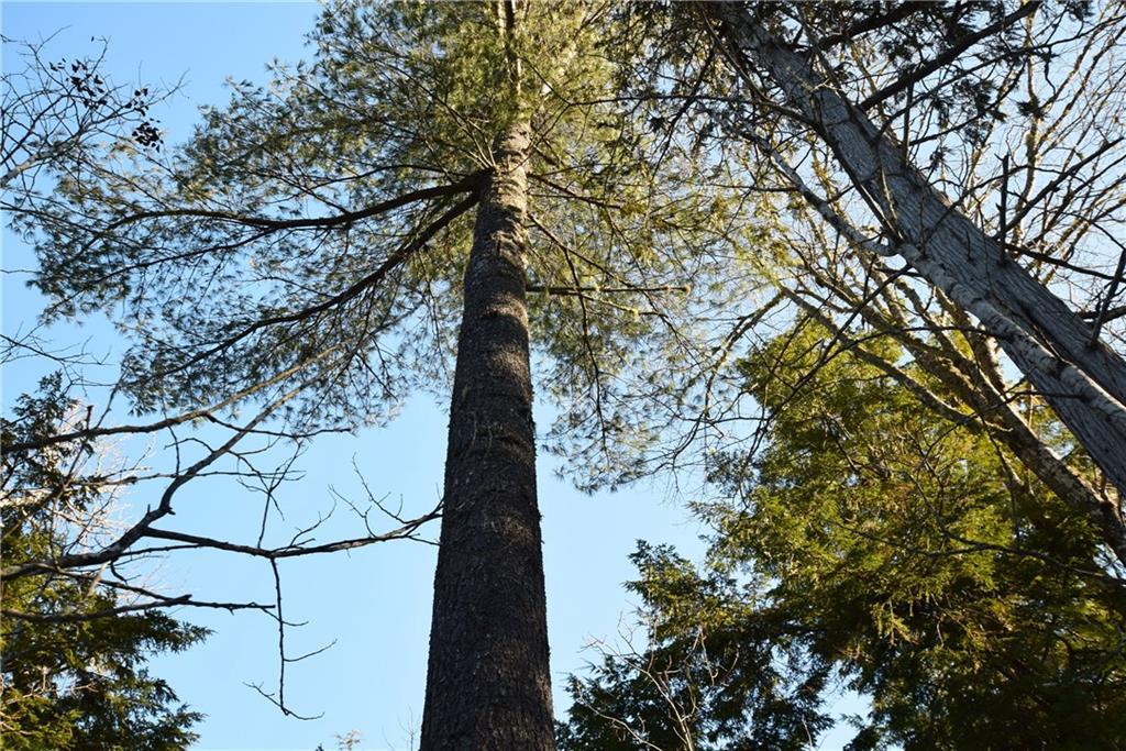 Off North Chester Road Lincoln, ME 04457 - Photo 5 of 15 Land