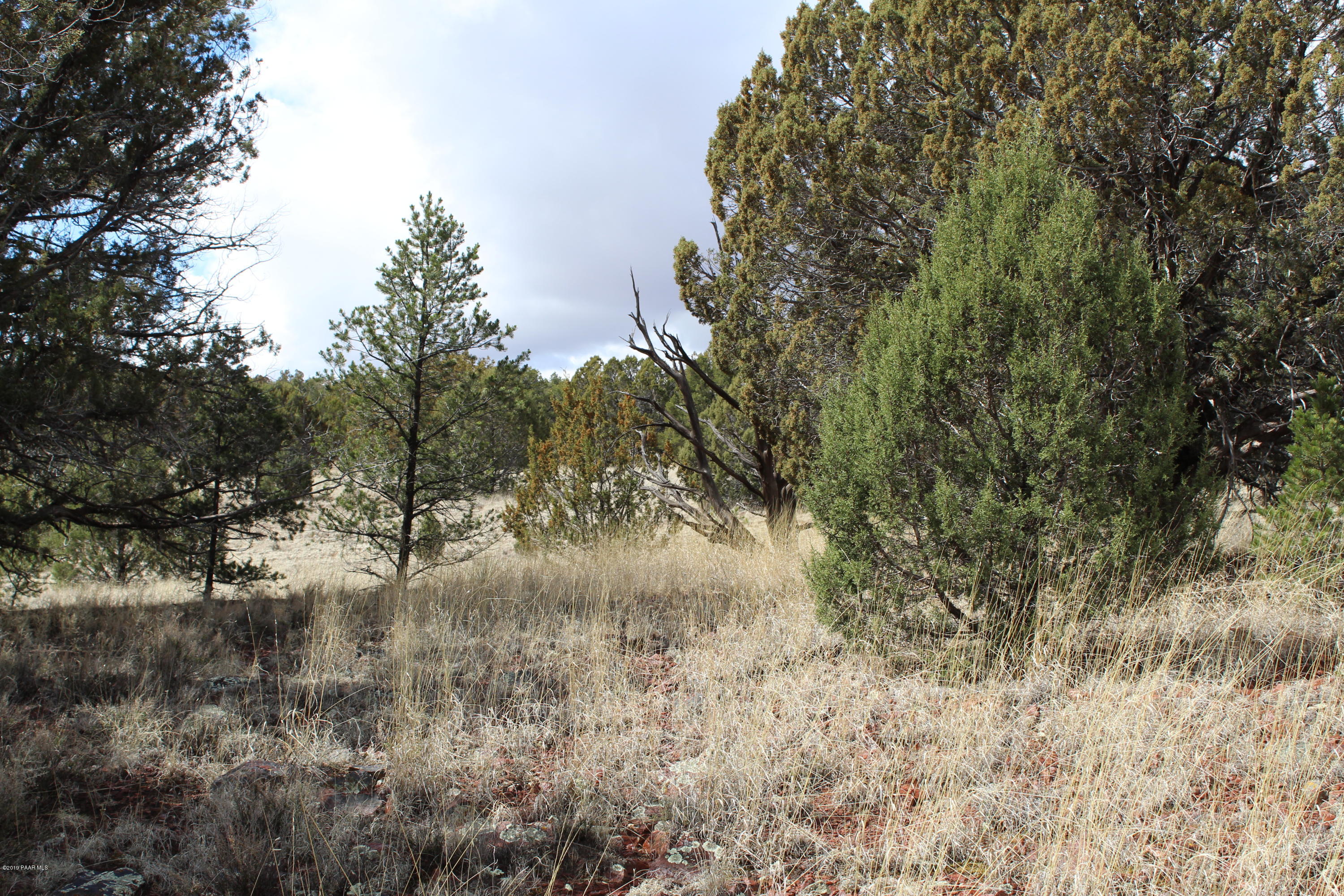 Tbd Antelope Run Road Seligman, AZ 86337 - Photo 3 of 9 a view of a yard with large trees