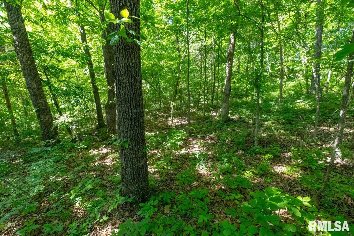 7550 Highway 45 Vienna, IL 62995 - Photo 47 of 56