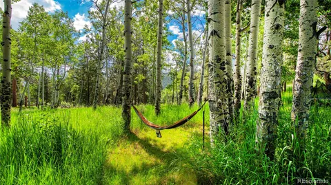 a backyard of a house with plants and large tree